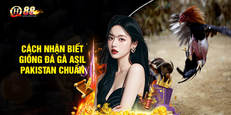 Cách nhận biết giống Đá gà Asil Pakistan chuẩn
